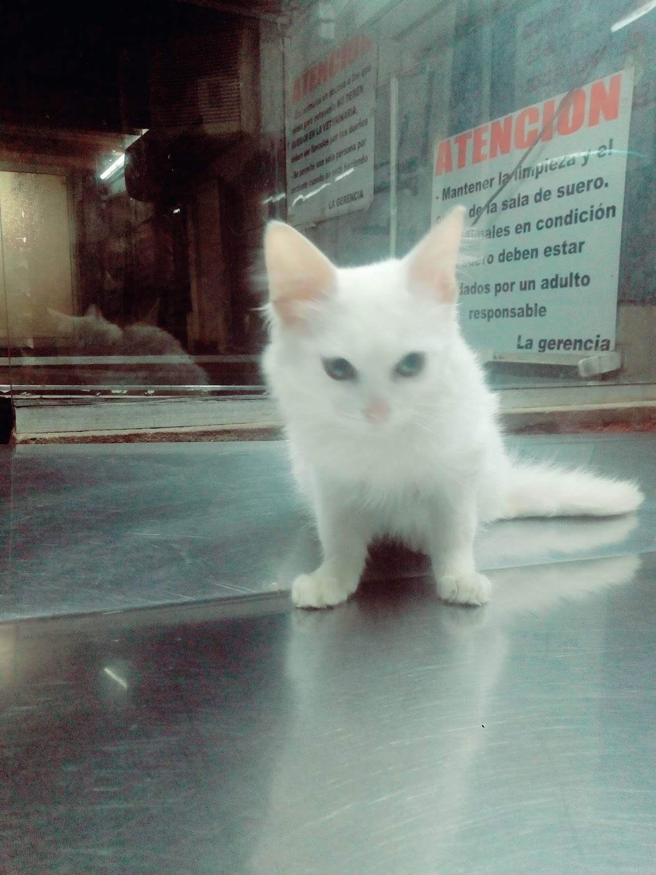 Veterinaria Ozikos sala de atención en Corrientes